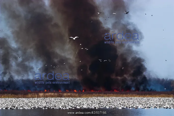 : Fire and Snow Geese : Fire and Snow Geese