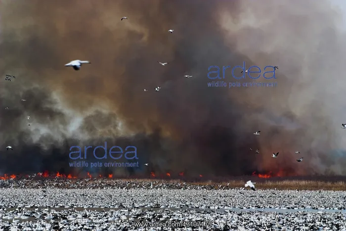 : Fire and Snow Geese : Fire and Snow Geese