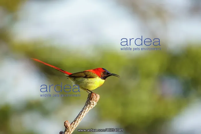 : Fire tailed sunbird : Fire tailed sunbird