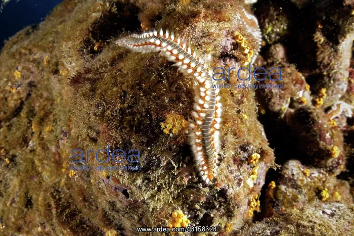 : Fire worm, Hermodice carunculata, Santa Maria Island : Fire worm, Hermodice carunculata, Santa Maria Island