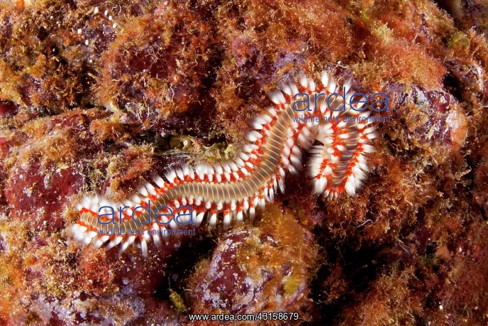 : Fire worm, Hermodice carunculata, Santa Maria Island : Fire worm, Hermodice carunculata, Santa Maria Island