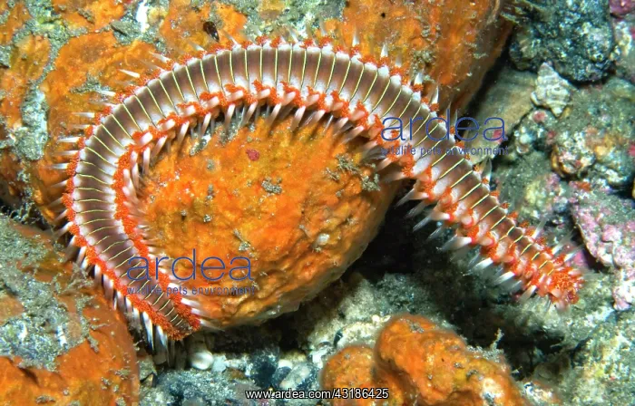 : Fire worm (Hermodice carunculata) Tenerife, Canary : Fire worm (Hermodice carunculata) Tenerife, Canary