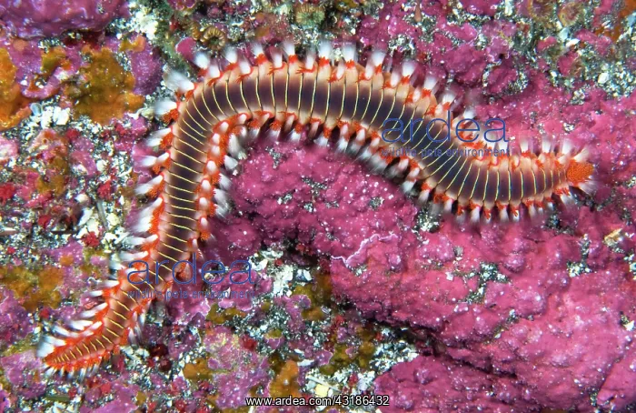 : Fire worm (Hermodice carunculata) Tenerife, Canary : Fire worm (Hermodice carunculata) Tenerife, Canary