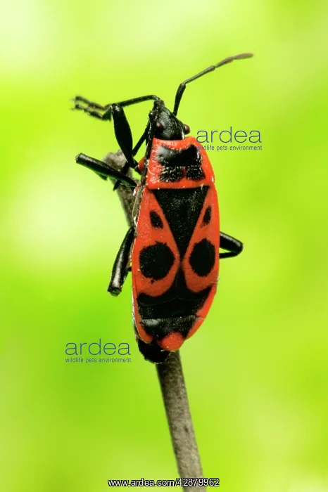 : Firebug (Pyrrhocoris apterus). France : Firebug (Pyrrhocoris apterus). France