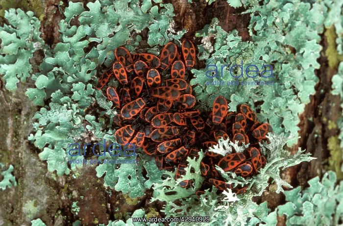 : Firebug (Pyrrhocoris apterus). Europe : Firebug (Pyrrhocoris apterus). Europe