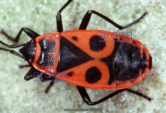 : FIREBUG : FIREBUG