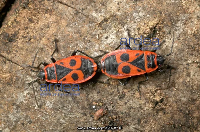 : Firebug - Mating : Firebug - Mating