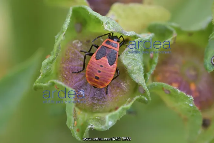 : Firebug (Pyrrhocoris apterus), nymph, Germany, Europe : Firebug (Pyrrhocoris apterus), nymph, Germany, Europe