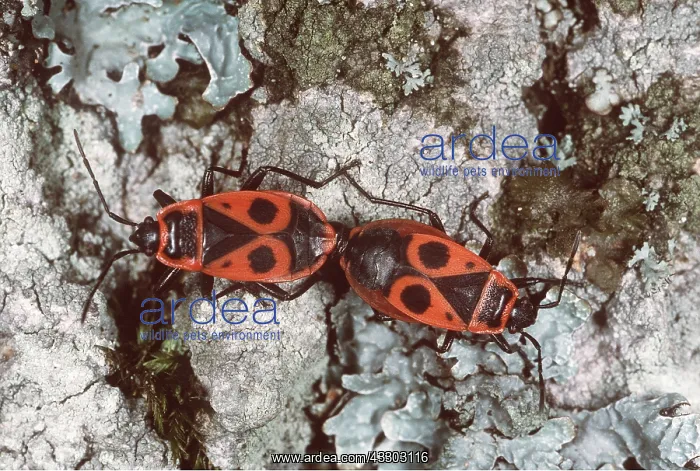 : FIREBUGS - MATING : FIREBUGS - MATING