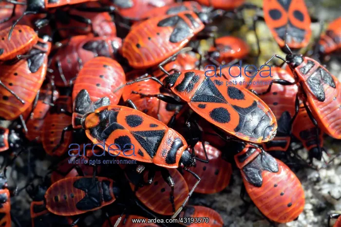: Firebugs (Pyrrhocoris apterus), Maccagno, Italy : Firebugs (Pyrrhocoris apterus), Maccagno, Italy