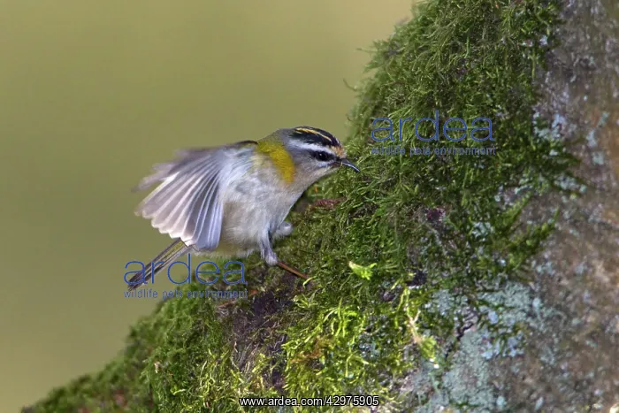 : Firecrest - extracting moss from branch for nest : Firecrest - extracting moss from branch for nest