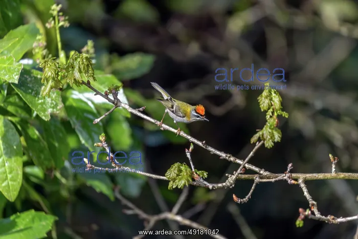  : Firecrest - Male - UK