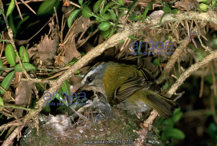 : Firecrest - at nest : Firecrest - at nest