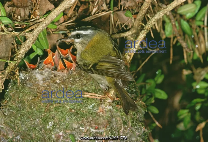 : FIRECREST - at nest with chicks : FIRECREST - at nest with chicks