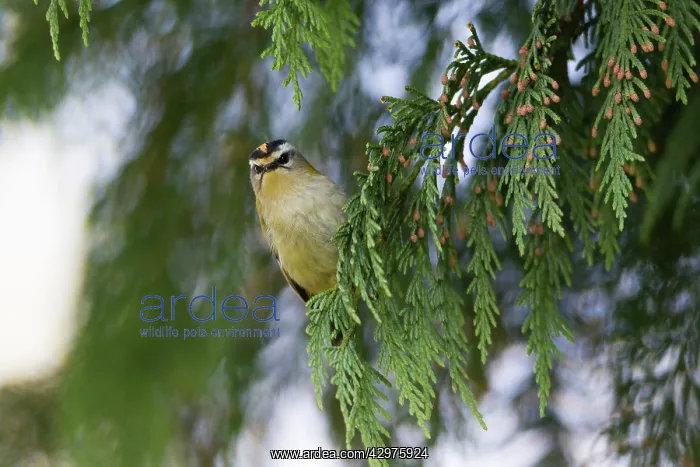 : Firecrest - perched on conifer tree branch : Firecrest - perched on conifer tree branch