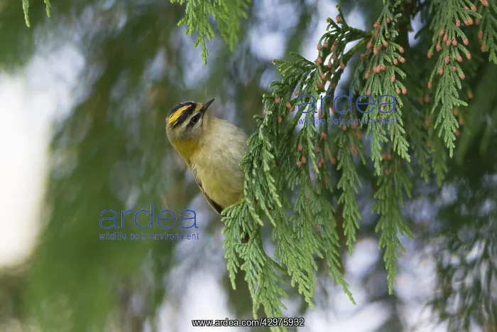  : Firecrest - perched on conifer tree branch