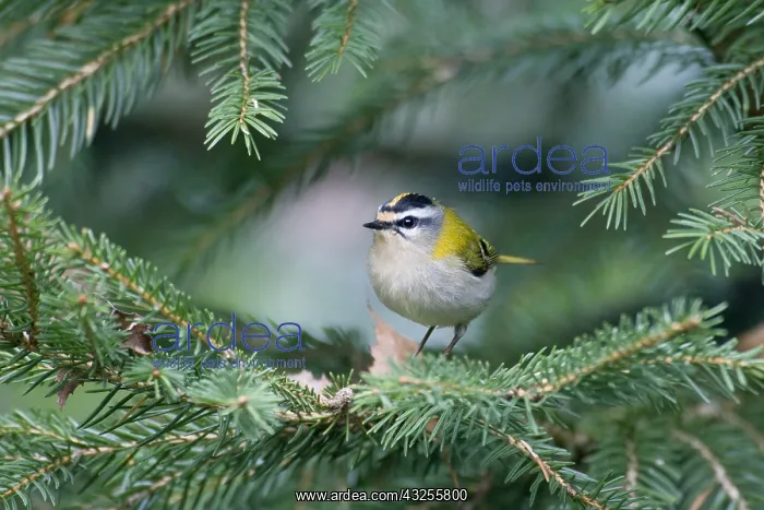 : Firecrest (Regulus ignicapilla) male, Den Helde : Firecrest (Regulus ignicapilla) male, Den Helde