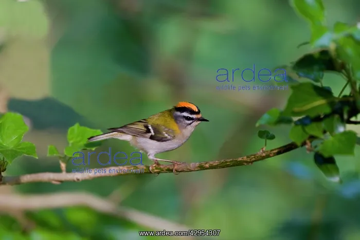 : Firecrest - showing crest in woodland : Firecrest - showing crest in woodland