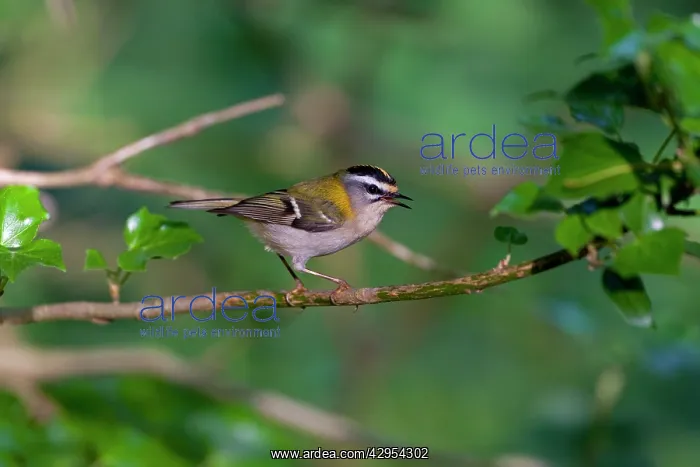 : Firecrest - singing on perch in Woodland : Firecrest - singing on perch in Woodland