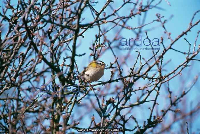 : FIRECREST - in tree : FIRECREST - in tree