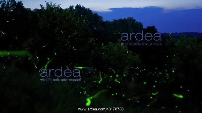 : Fireflies lighting up a field at night : Fireflies lighting up a field at night