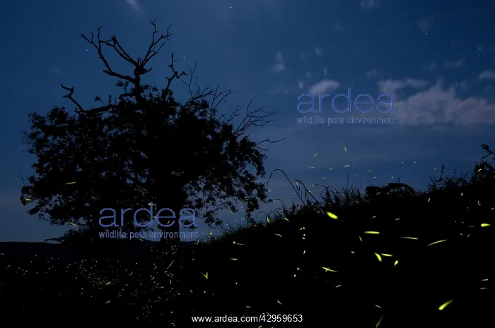 : Fireflies - The flight of male : Fireflies - The flight of male