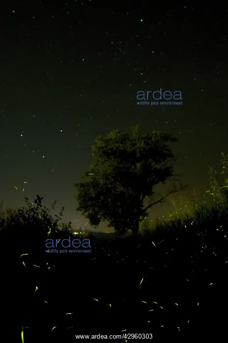 : Fireflies - The flight of male Fireflies during : Fireflies - The flight of male Fireflies during