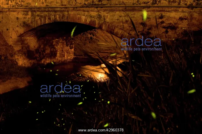 : Fireflies - The flight of male Fireflies during : Fireflies - The flight of male Fireflies during
