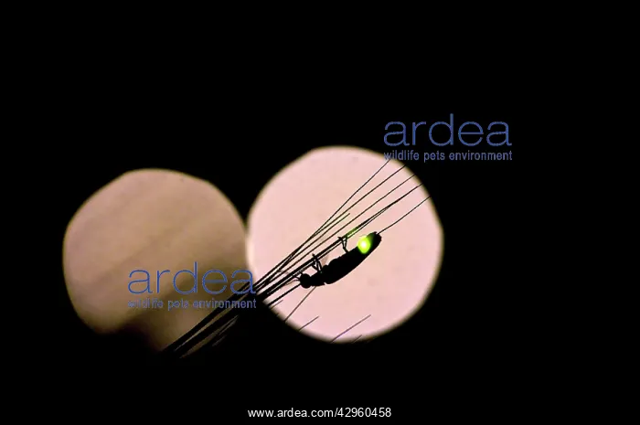 : Fireflies - male : Fireflies - male