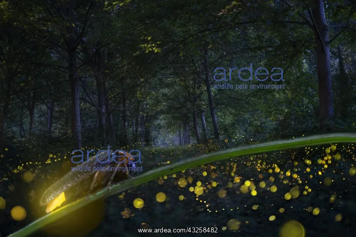 : Firefly group in forest, Po River, Italy : Firefly group in forest, Po River, Italy