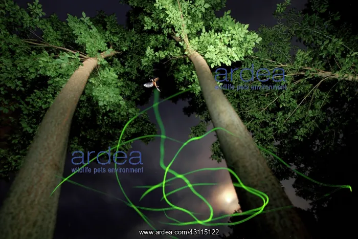 : Firefly (Lampyris noctiluca) in the night during : Firefly (Lampyris noctiluca) in the night during