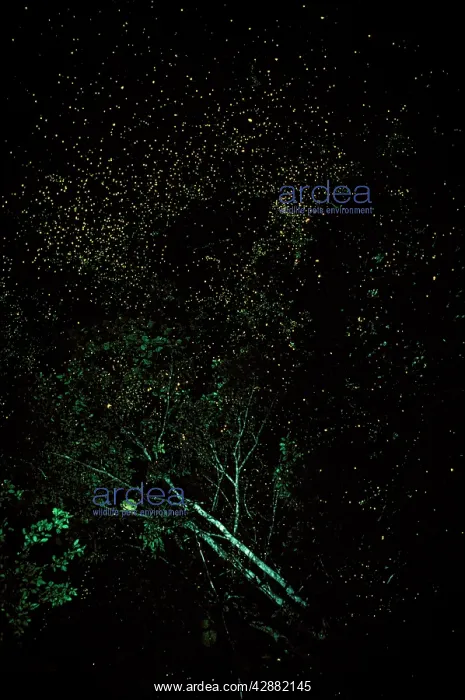 : Firefly - mass at night : Firefly - mass at night