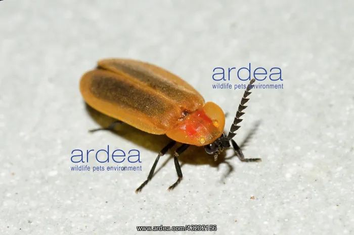 : Firefly - Saba, Bali, Indonesia : Firefly - Saba, Bali, Indonesia