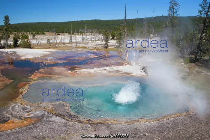 : Firehole Spring : Firehole Spring