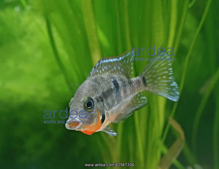 : Firemouth cichlid - front view, tropical freshwater : Firemouth cichlid - front view, tropical freshwater