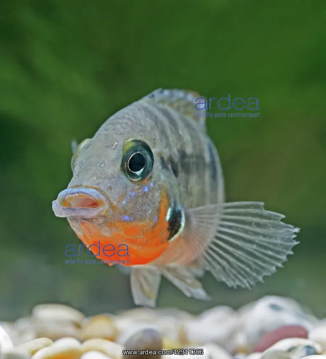  : Firemouth cichlid - front view, tropical freshwater