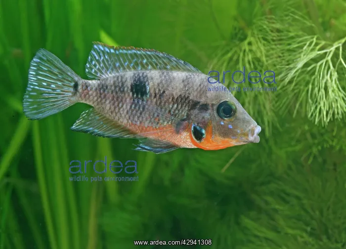  : Firemouth cichlid - side view, tropical freshwater