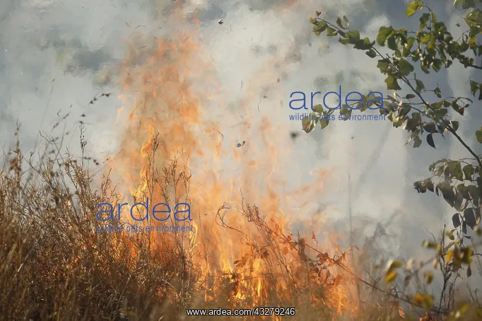 : Fires are sometimes ignited by rangers to reduc : Fires are sometimes ignited by rangers to reduc