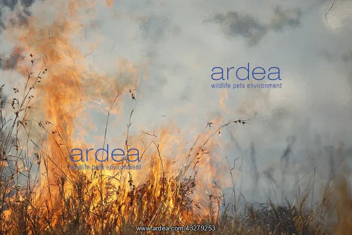 : Fires are sometimes ignited by rangers to reduc : Fires are sometimes ignited by rangers to reduc