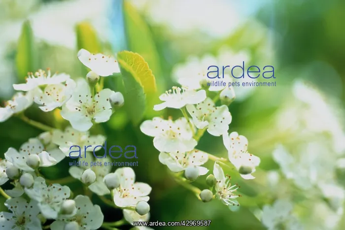 : Firethorn. Pyracantha, Firethorn, Pyracantha : Firethorn. Pyracantha, Firethorn, Pyracantha