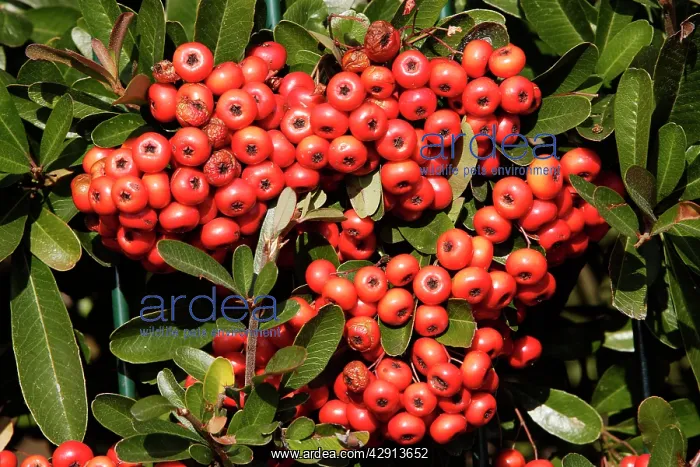 : Firethorn - berries : Firethorn - berries