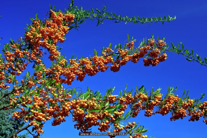  : Firethorn - bush wth ripened berries in autumn