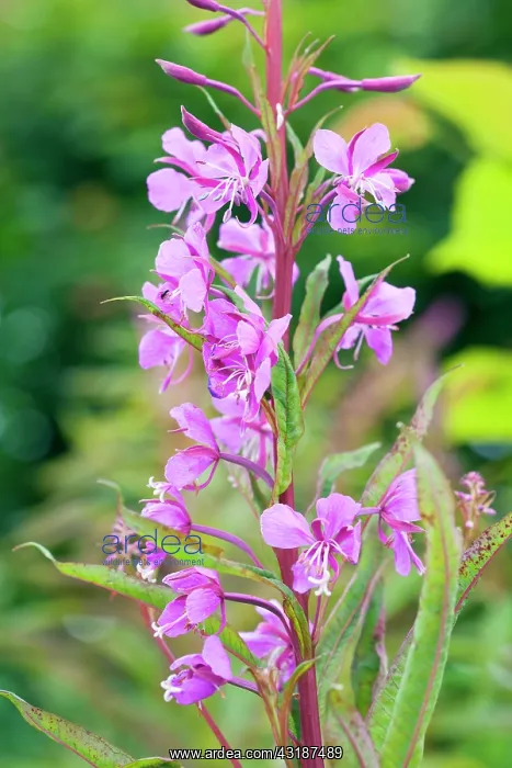 : Fireweed (Chamerion angustifolium) flowering, Marienstatt, Germany, Germany : Fireweed (Chamerion angustifolium) flowering, Marienstatt, Germany, Germany