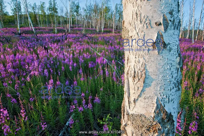 : Fireweed and Birch Tree Alaska ANWR Arctic National : Fireweed and Birch Tree Alaska ANWR Arctic National