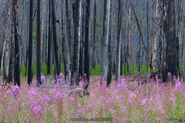 : Fireweed / Rosebay Willow Herb flowering between : Fireweed / Rosebay Willow Herb flowering between