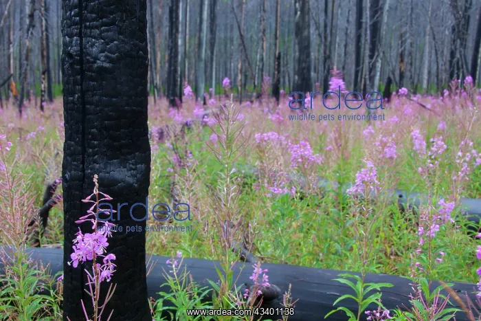 : Fireweed / Rosebay Willow Herb flowering between : Fireweed / Rosebay Willow Herb flowering between