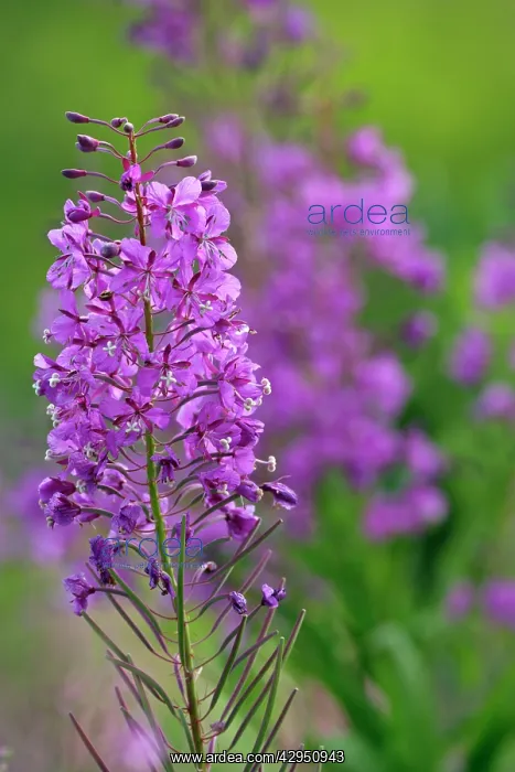 : Fireweed / Rosebay willowherb : Fireweed / Rosebay willowherb