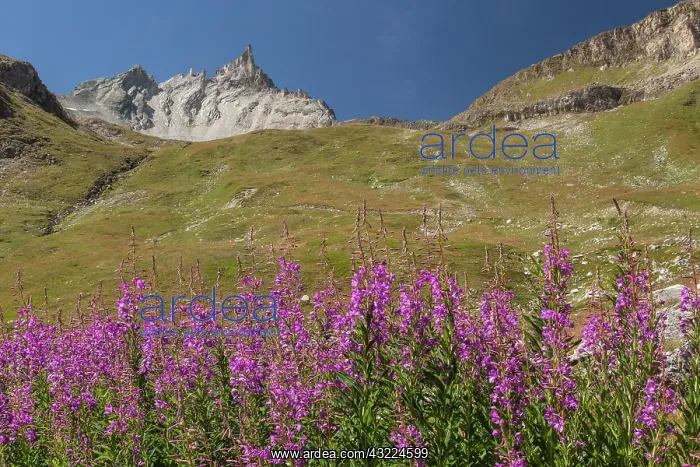 : Fireweed / Rosebay Willowherb in flower - with L'aiguille : Fireweed / Rosebay Willowherb in flower - with L'aiguille