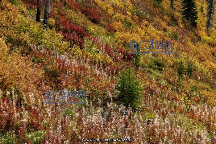 : Fireweed and underbrush in autumn hues in the Jewel : Fireweed and underbrush in autumn hues in the Jewel
