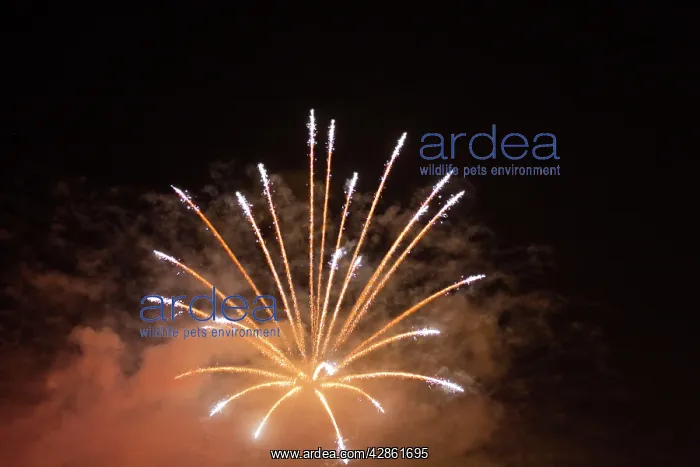 : Fireworks at night : Fireworks at night